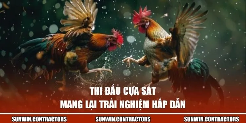Đá Gà Sunwin - Kiếm Tiền Hiệu Quả Cùng Giải Đấu Đặc Sắc 3 Thi đấu cựa sắt mang lại trải nghiệm hấp dẫn