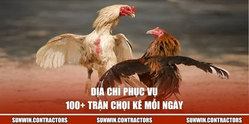 Đá Gà Sunwin - Kiếm Tiền Hiệu Quả Cùng Giải Đấu Đặc Sắc 2 Địa chỉ phục vụ 100+ trận chọi kê mỗi ngày